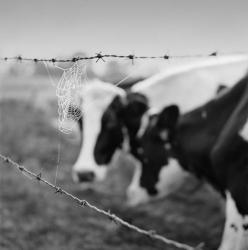 Holstein Cow | Obraz na stenu