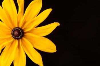 Black Eyed Susan I | Obraz na stenu