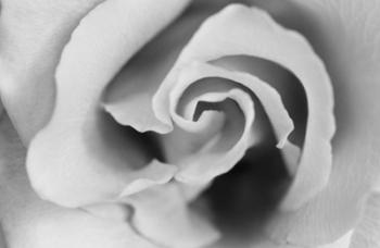 Gentle Rose | Obraz na stenu