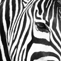 Zebra Up Close | Obraz na stenu