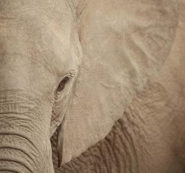 Elephant Up Close | Obraz na stenu