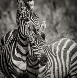 Zebra Pair | Obraz na stenu