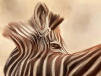 Zebra Looking Over Shoulder | Obraz na stenu