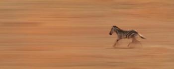Zebra Running | Obraz na stenu