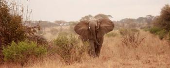 Elephant in the Savannah | Obraz na stenu