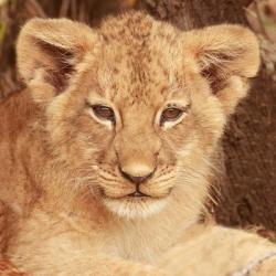 Lion Cub | Obraz na stenu