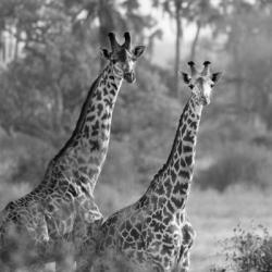 A Pair of Giraffes | Obraz na stenu