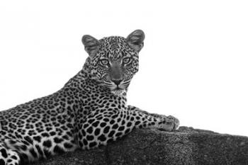 Leopard in Black and White | Obraz na stenu