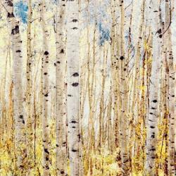 Birch Grove | Obraz na stenu