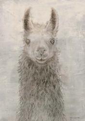 Llama Portrait | Obraz na stenu