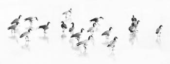 Flock of Canada Geese | Obraz na stenu