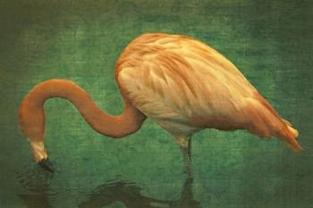 Caribbean Flamingo | Obraz na stenu