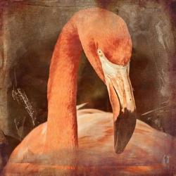 Flamingo Masquerade | Obraz na stenu
