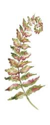 Botanical Fern Single II | Obraz na stenu