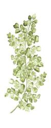 Botanical Fern Single IV | Obraz na stenu