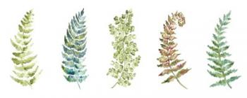 Botanical Ferns Panel | Obraz na stenu