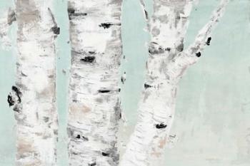 Birch Tree Close Up | Obraz na stenu