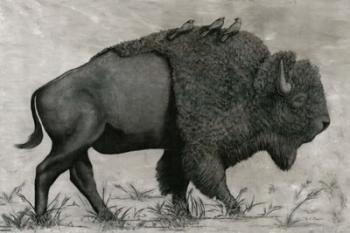 Basking Buffalo | Obraz na stenu