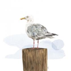 Birds of the Coast on White IV | Obraz na stenu