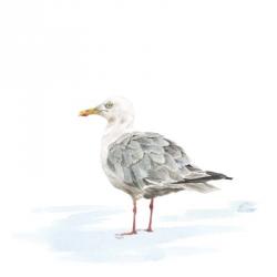 Birds of the Coast on White VI | Obraz na stenu