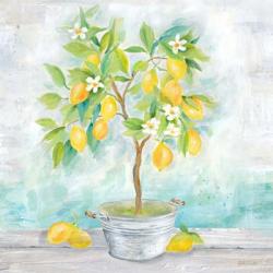 Country Lemon Tree | Obraz na stenu