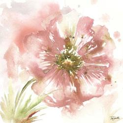 Blush Watercolor Poppy I | Obraz na stenu