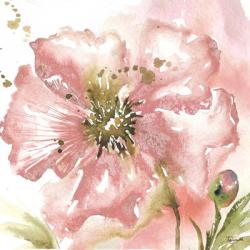 Blush Watercolor Poppy II | Obraz na stenu