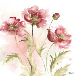 Blush Watercolor Poppy III | Obraz na stenu