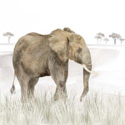 Serengeti Elephant Square | Obraz na stenu