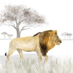Serengeti Lion Square | Obraz na stenu