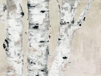 Birch Tree Close Up Neutral | Obraz na stenu