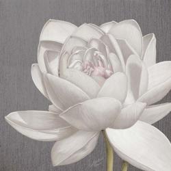 Vintage Lotus on Grey II | Obraz na stenu