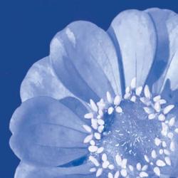 Flower Pop blue I | Obraz na stenu
