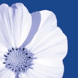 Flower Pop blue III | Obraz na stenu