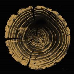 Tree Trunk II | Obraz na stenu