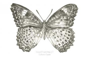 Butterfly Sketch landscape I | Obraz na stenu