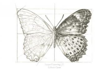 Butterfly Sketch landscape II | Obraz na stenu