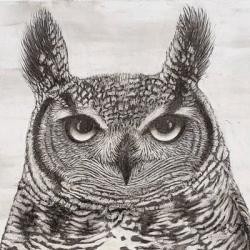 Portrait of an Owl | Obraz na stenu