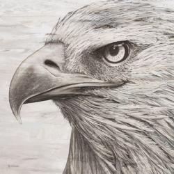 Portrait of an Eagle | Obraz na stenu