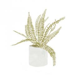 Potted Fern V | Obraz na stenu