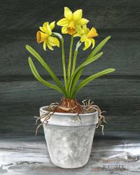 Farmhouse Garden I-Daffodils | Obraz na stenu