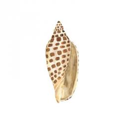 Oceanum Shells White II-Junonia | Obraz na stenu