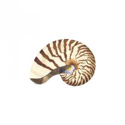 Oceanum Shells White III-Nautilus | Obraz na stenu