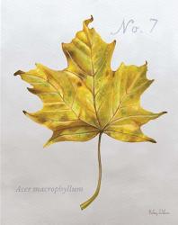 Autumn Leaves on Gray II-Maple 2 | Obraz na stenu