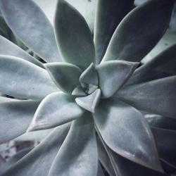 A Succulent Life | Obraz na stenu