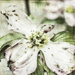 Dogwood Floral | Obraz na stenu