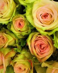 Green & Pink Rose Bouquet | Obraz na stenu