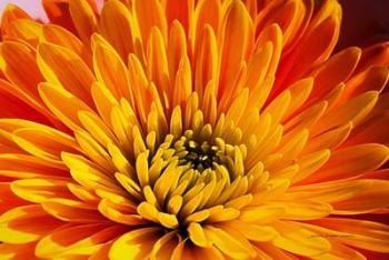 Other Beautiful Things | Obraz na stenu