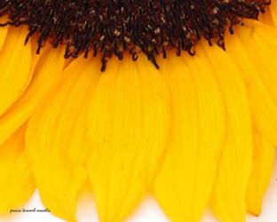 Sunflower Closeup | Obraz na stenu