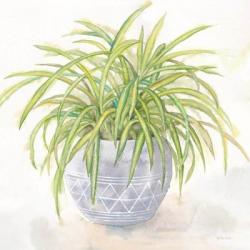 Houseplant II-Spider Plant | Obraz na stenu